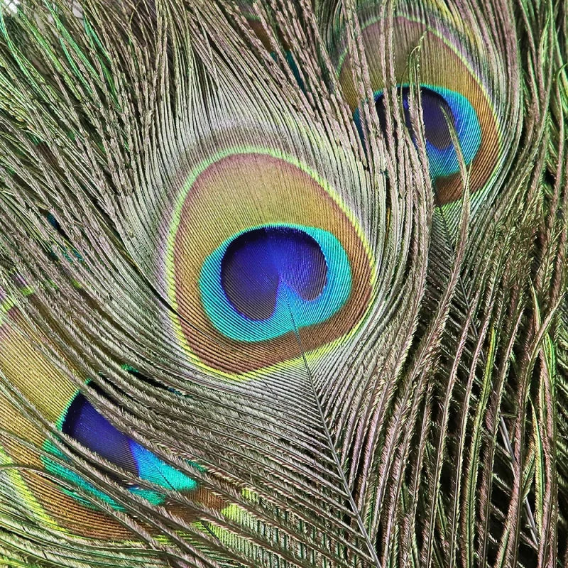 Penas Naturais de Pavão