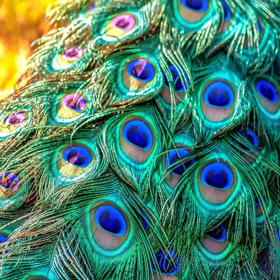 Penas Naturais de Pavão para Carnaval e Artesanato – 10 ou 20 Unidades