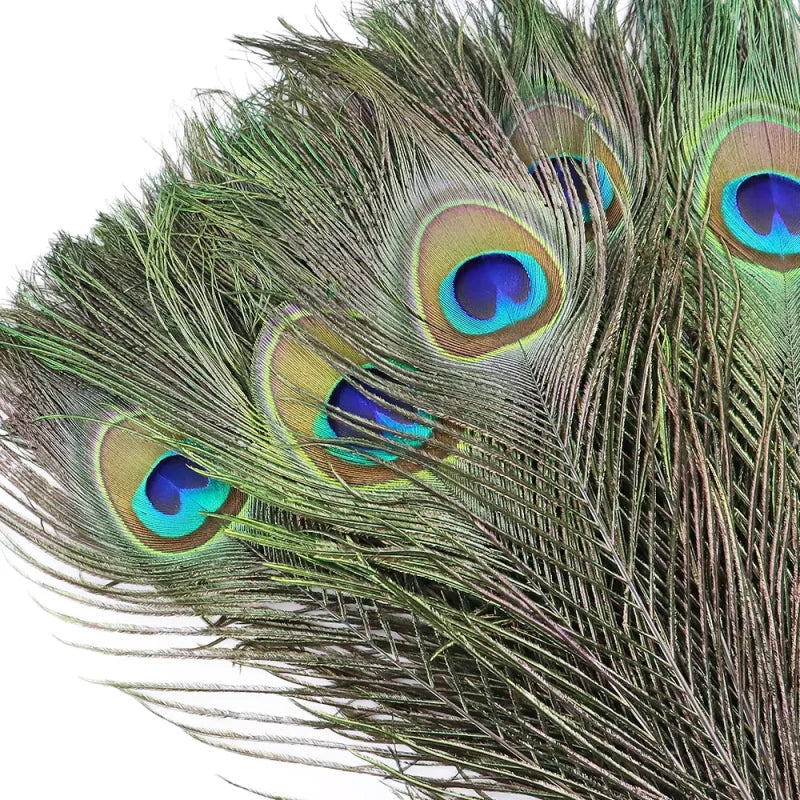 Penas Naturais de Pavão